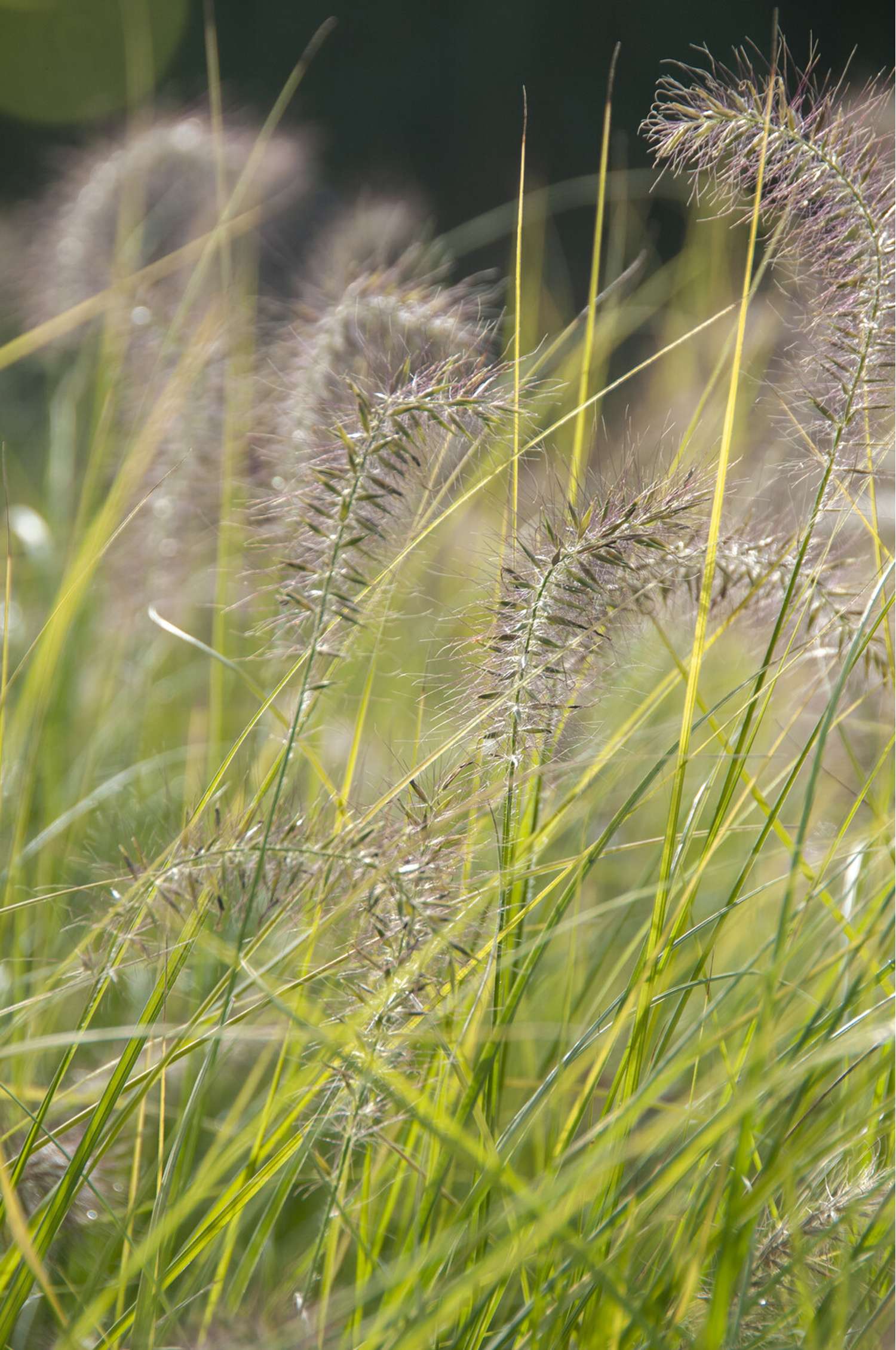 Koristesulkahirssi 'Hameln' (Pennisetum alopecuroides)